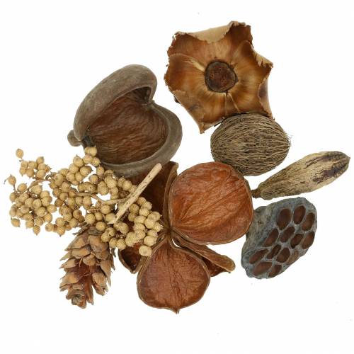 Floristik24 Egzotikus választék strobus kúpokkal, természet 300g