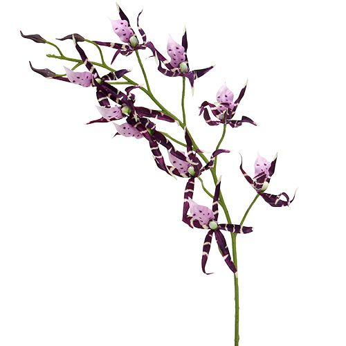 Floristik24 Pók orchideák Brassia lila 108cm 3db