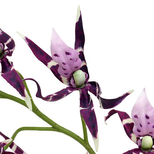 Floristik24 Pók orchideák Brassia lila 108cm 3db