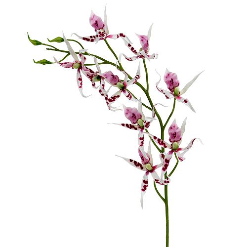 Floristik24 Pók orchideák Brassia Pink-White 108cm 3db