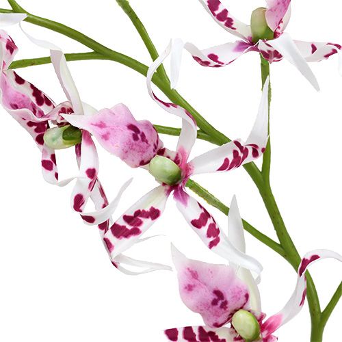 tételeket Pók orchideák Brassia Pink-White 108cm 3db