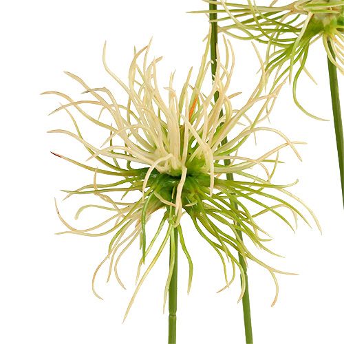 Floristik24 Hegyes bojtorján ágak krém-zöld 63cm 4db