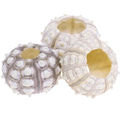 Floristik24 Tengeri sün 10 db