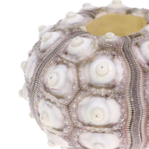 Floristik24 Tengeri sün 10 db