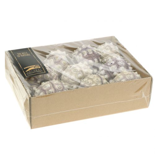 Floristik24 Tengeri sün 10 db