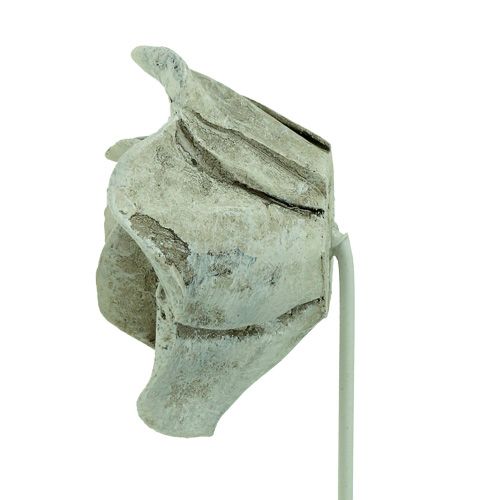 Floristik24 Plug rózsa válogatott. Ø5,5cm L19cm 4 db