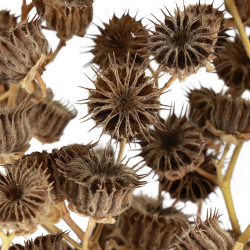 tételeket Szárított virágok dekoráció dekoratív ágak Stefani ág 95cm 200g