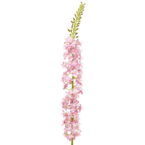 Floristik24 Desert tail steppe gyertya rózsaszín 106cm
