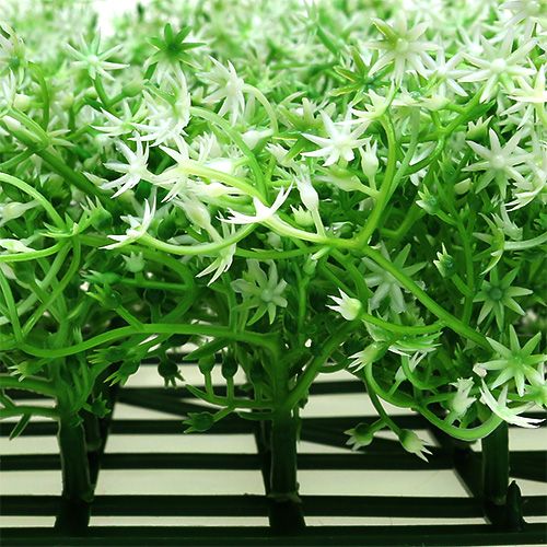 Floristik24 Csillagvirág matrac 25x25cm krém