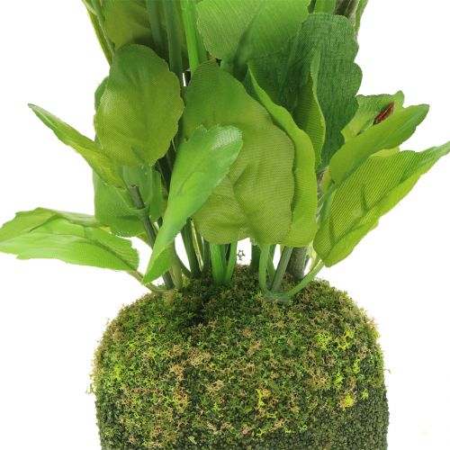 Floristik24 Árvácska mohagolyóval fehér 31cm