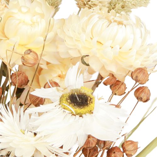 Floristik24 Száraz virágcsokor szalmavirág szemű fehér 55cm
