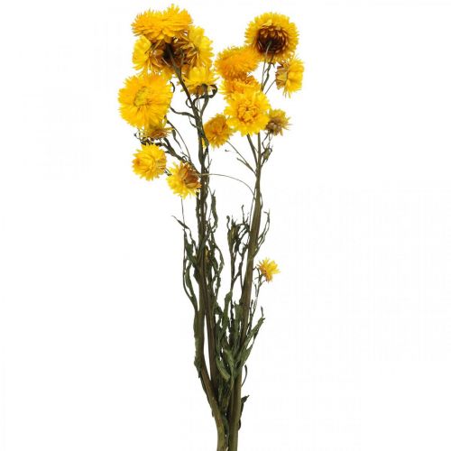 Floristik24 Szárított virág sárga szalmavirág Helichrysum száraz dekorációs csokor 50cm 45g
