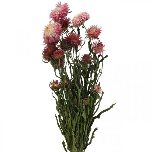 Floristik24 Szalmavirág Pink szárított Helichrysum szárított virágcsokor 45cm 45g