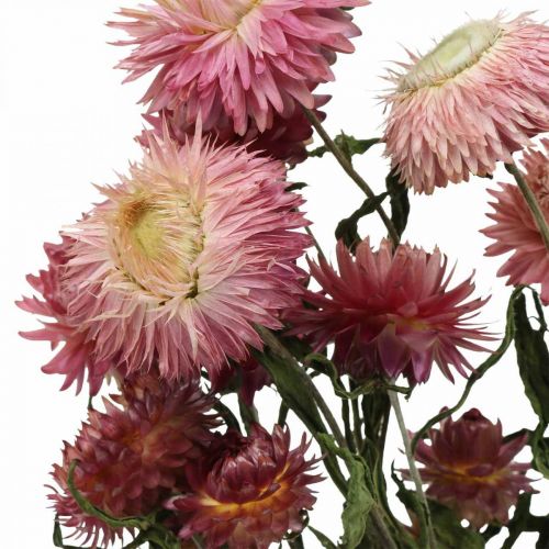 Floristik24 Szalmavirág Pink szárított Helichrysum szárított virágcsokor 45cm 45g