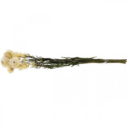 Floristik24 Száraz dekorációs szalmavirág krém helichrysum szárított 50cm 30g