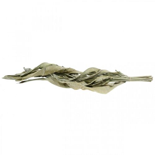 Floristik24 Strelitzia levelek szárított zöld fagyasztott 45-80cm 10 db