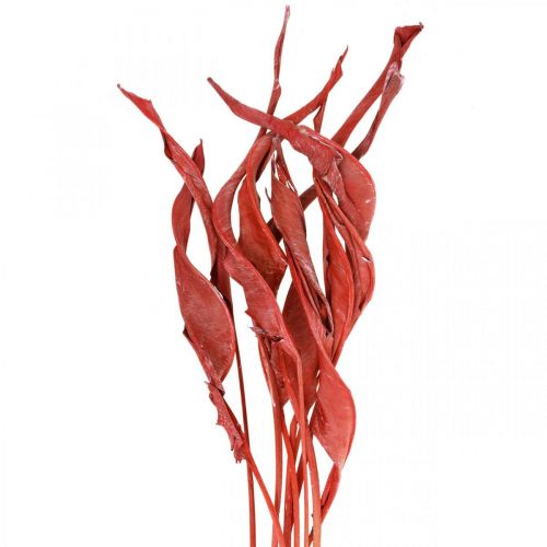 tételeket Strelitzia levelek piros matt száraz virágkötő 45-80cm 10db
