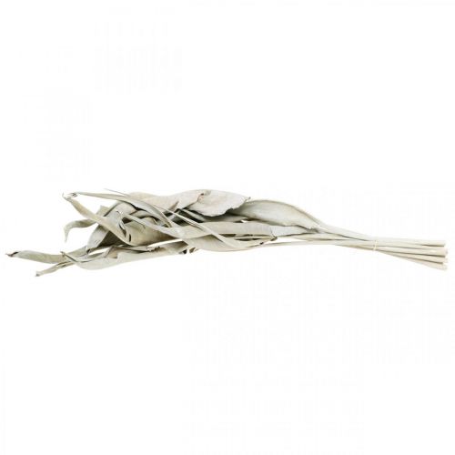 Floristik24 Strelitzia levelek fehérre mosva szárítva 45-80cm 10 db