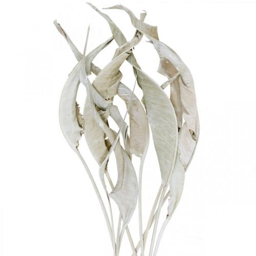 Floristik24 Strelitzia levelek mosott fehér szárított 45-80cm 10p