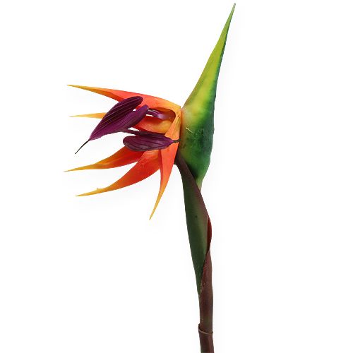 Floristik24 Strelitzia paradicsommadár virág 62cm
