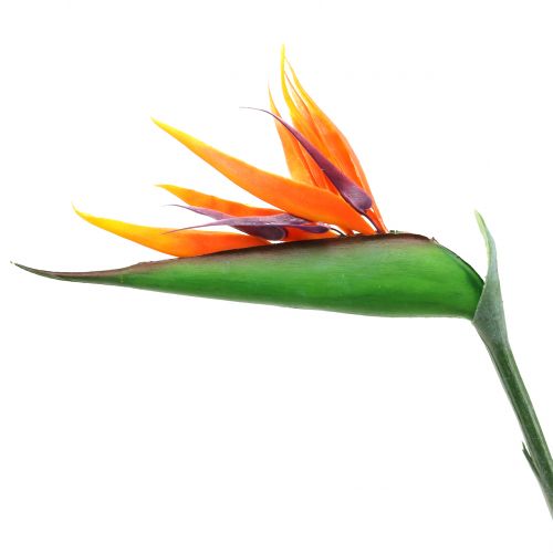 Floristik24 Strelitzia Paradicsommadár 95cm