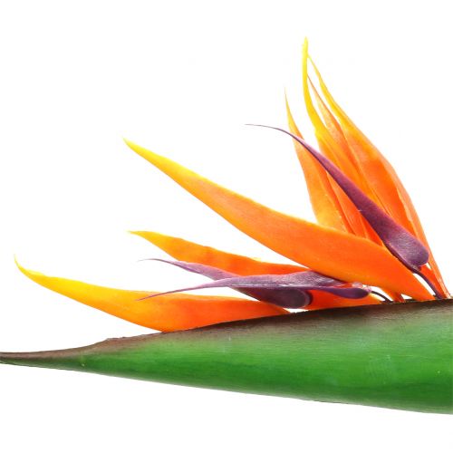 Floristik24 Strelitzia Paradicsommadár 95cm