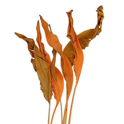 Floristik24 Strelitzia levelei narancs 120cm 20 db