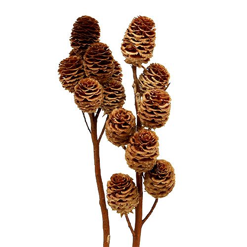 tételeket Strictum 6 - 9 fej 25 db