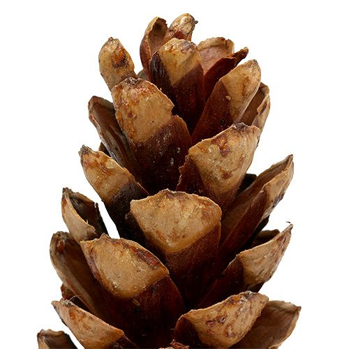 Floristik24 Strobus kúpok 20 - 25cm festve 50 db