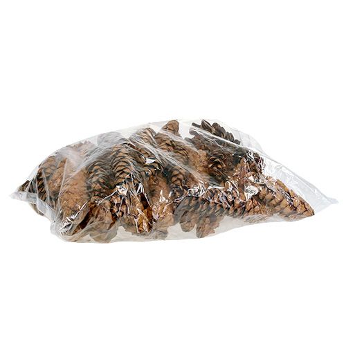 Strobus kúpok 20 - 25cm festve 50 db | Floristik24.hu