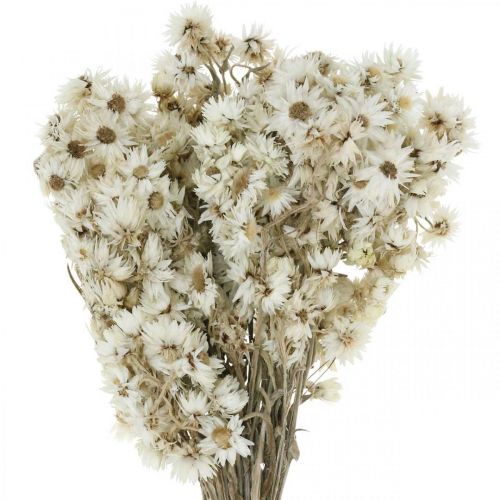 Floristik24 Szalmavirágok Szárított virágcsokor Fehér Kicsi 15g
