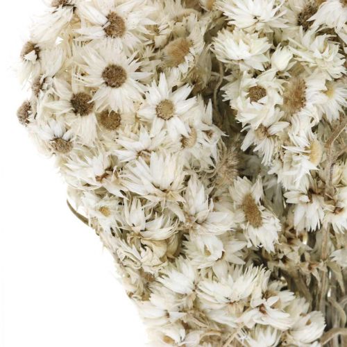 tételeket Szalmavirágok Szárított virágcsokor Fehér Kicsi 15g