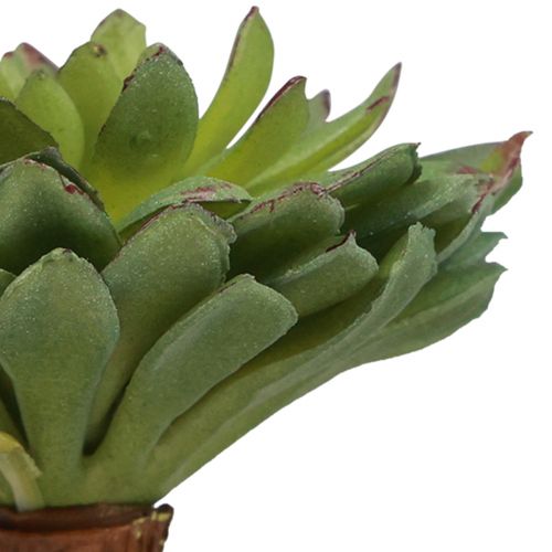 Floristik24 Zamatos Echeveria mesterséges zöld növény zöld Ø6cm 10,5cm
