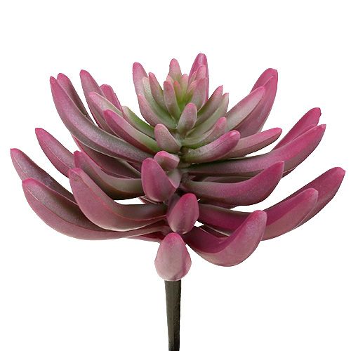 Floristik24 Zamatos növény 15 cm lila