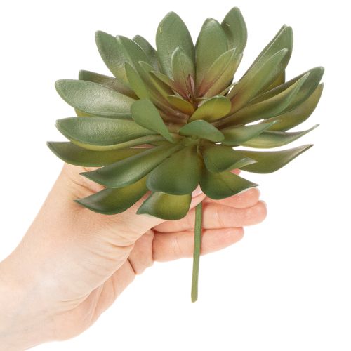 Mesterséges pozsgás dísznövényként, zöld, 18 cm, 3 darab | Floristik24.hu