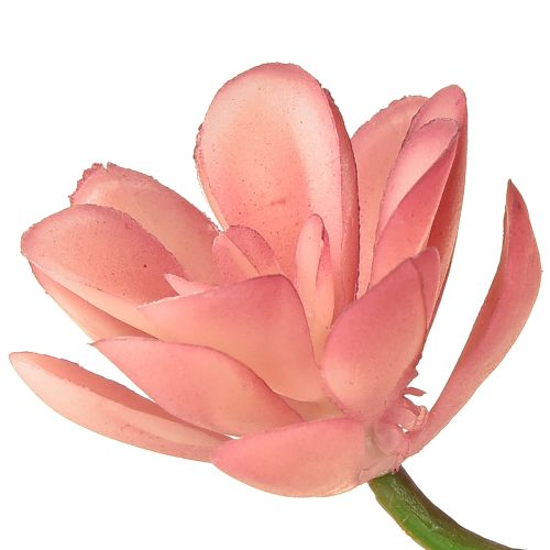 tételeket Mesterséges pozsgás 28 rozetta Aeonium régi rózsaszín 43cm