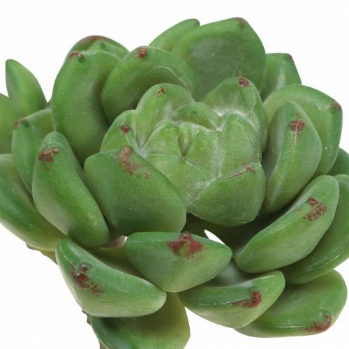 tételeket Zamatos Echeveria műzöld H15cm