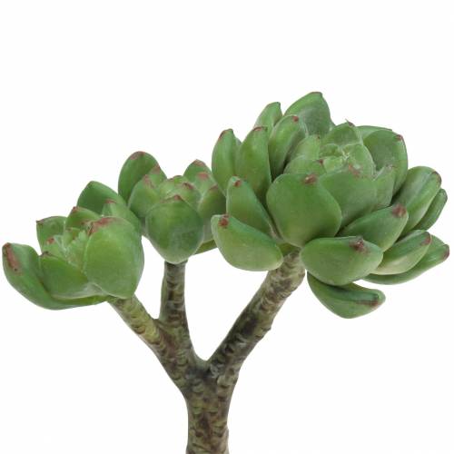 tételeket Zamatos Echeveria műzöld H15cm