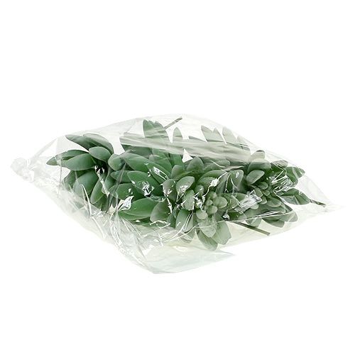 tételeket Pozsgás Echeveria Ø6,5cm L11cm 6 db