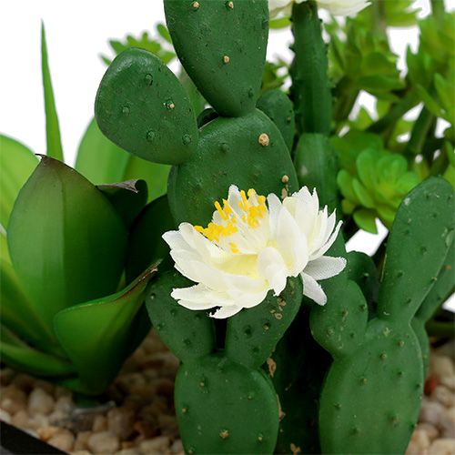 Floristik24 Pozsgás növények fadobozban H14cm 1db