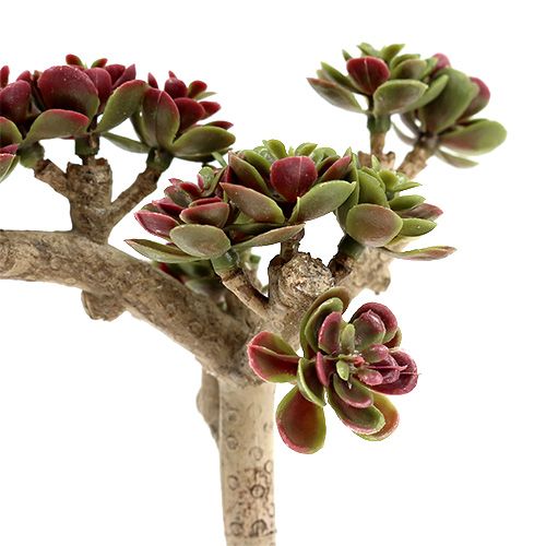 Floristik24 Zamatos L 20cm zöld-lila