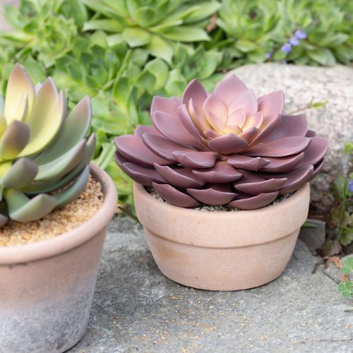 tételeket Zamatos növény cserépben Echeveria művörös Ø15cm