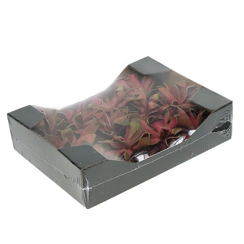 Floristik24 Pozsgás növények sötétvörös Ø10cm 12db