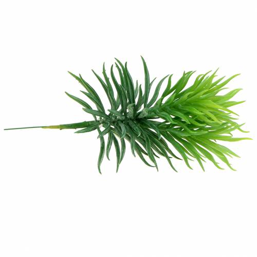 Floristik24 Zamatos Senecio Ragwort Green 20cm