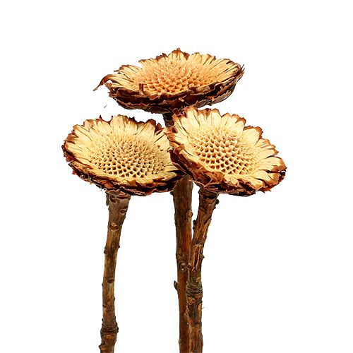 tételeket Susannae Rosette Light 50 db