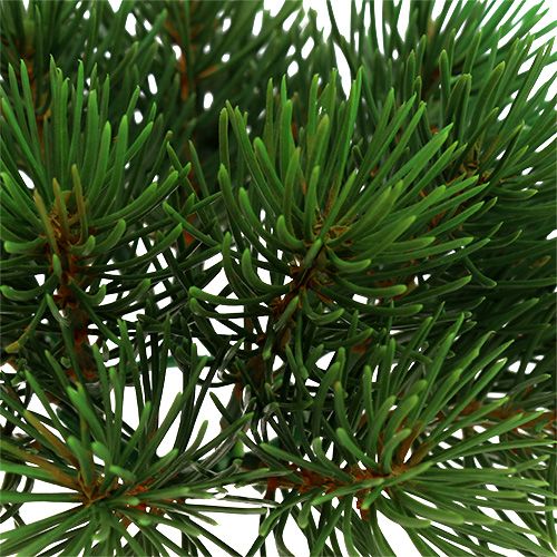 Floristik24 Fenyő koszorú Ø15cm 1db