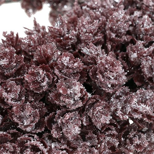 Floristik24 Fenyőtoboz koszorú Ø25cm Burgundy jeges