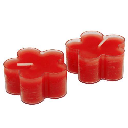 Floristik24 Blossom Light Ruby 12db