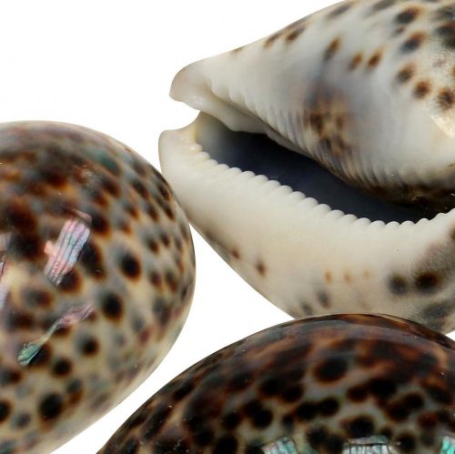 Floristik24 Cypraea tigris tigris csiga natúr 7cm - 8cm 11 db