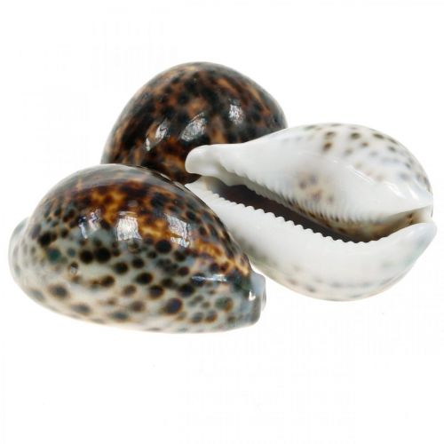 Cypraea tigris tigris csiga natúr 7cm - 8cm 11 db